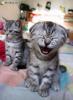 chat ki rigole