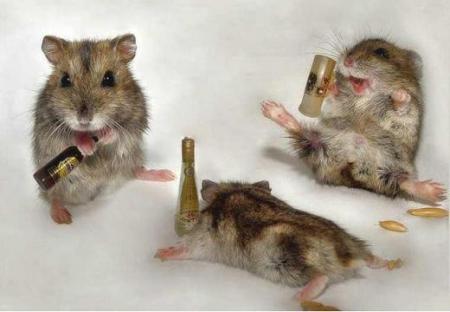 souris alcooliques